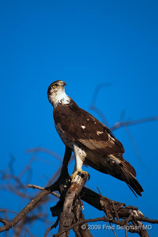 20090615_173006 D300 (1) X1.jpg - Please e-mail me if you know the names of any of these birds